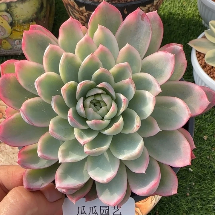 1724紫罗兰女王多肉