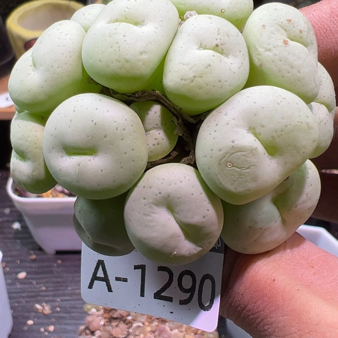 多肉植物1111111111111