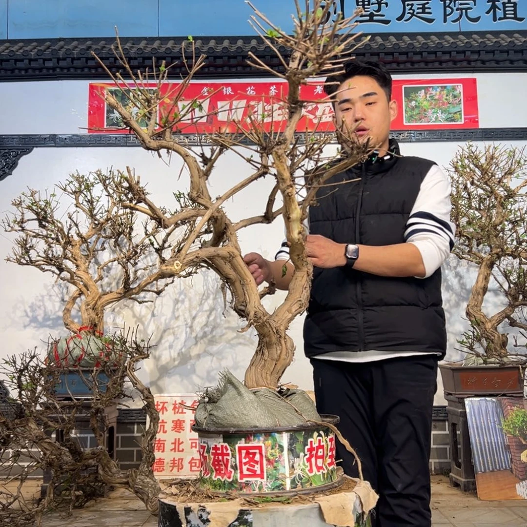 无花朵金银花开花136222111