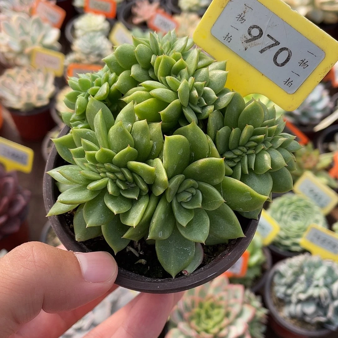 970号多肉植物盆栽