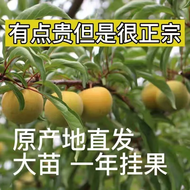 【正宗蜂糖李树苗】盆栽地栽高糖度大果形李子苗落叶果苗一代嫁接苗
