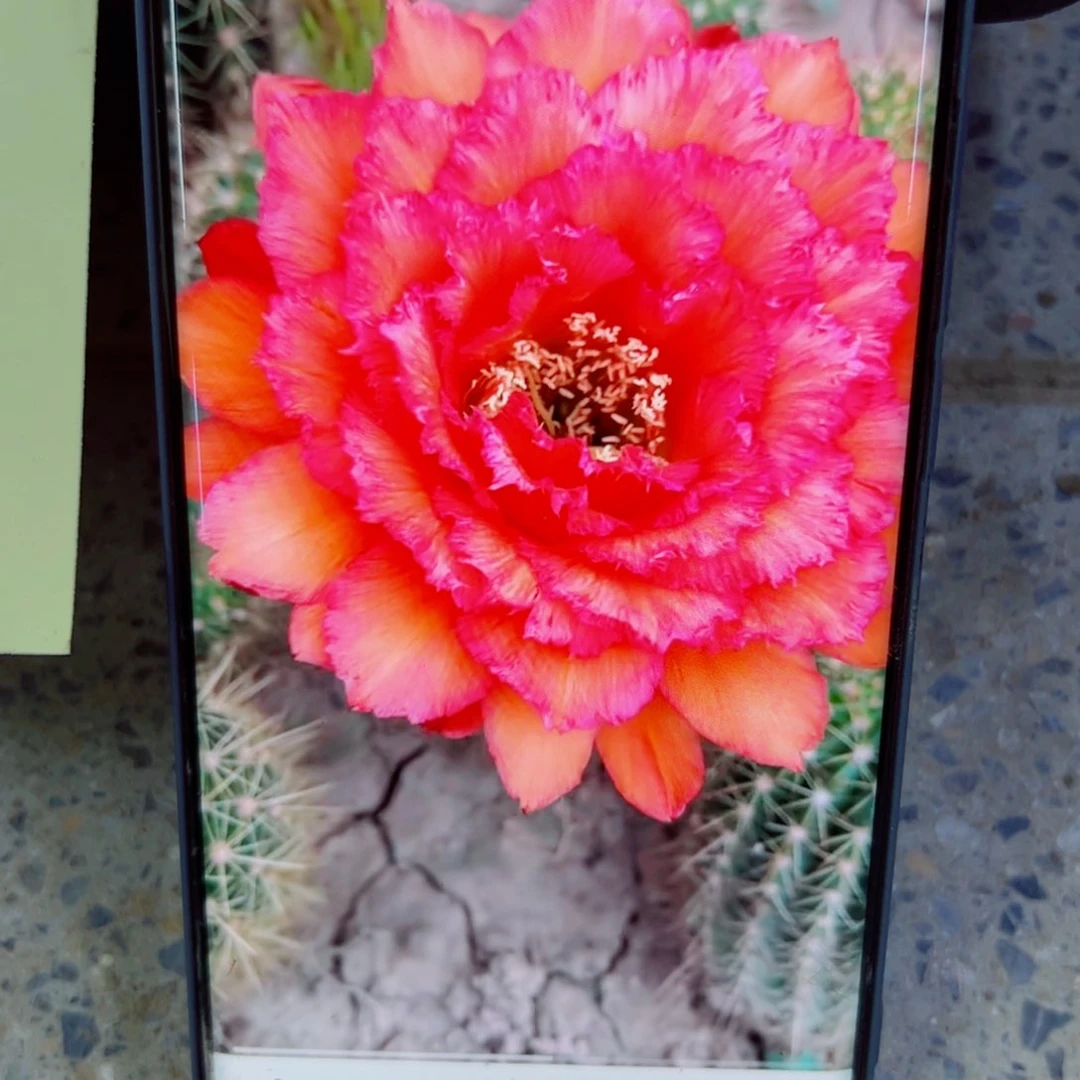 下15毛清清707 根歪斑点5公分左右脱土发货20包邮