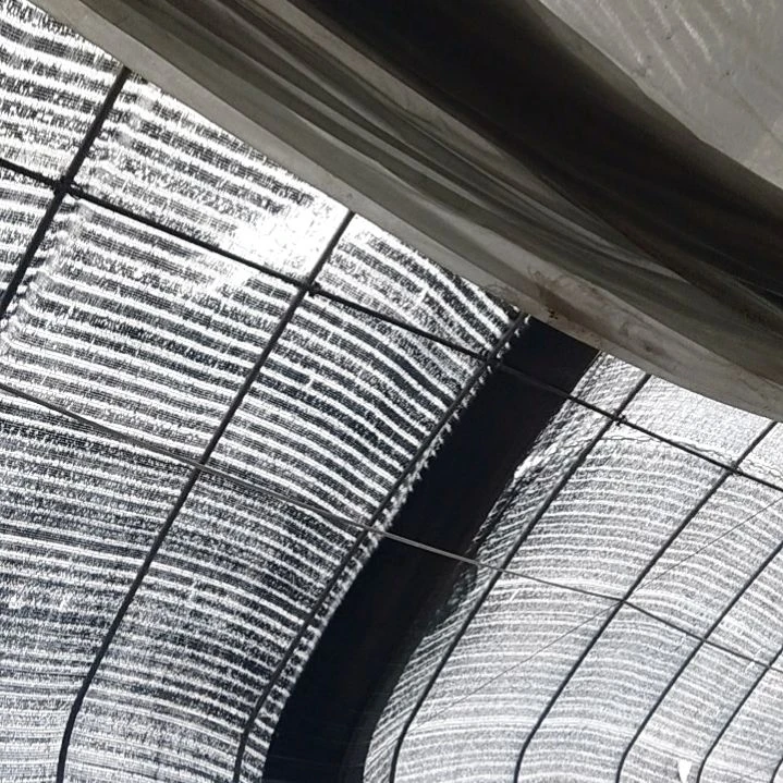 风***白小丁侧芽，水仙各1个侧芽