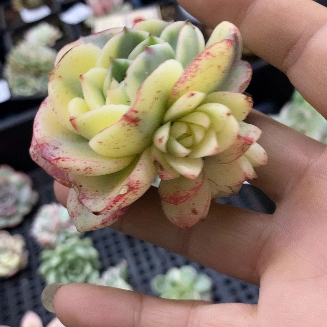 ゛**°258斗牛士锦群炸多肉植物