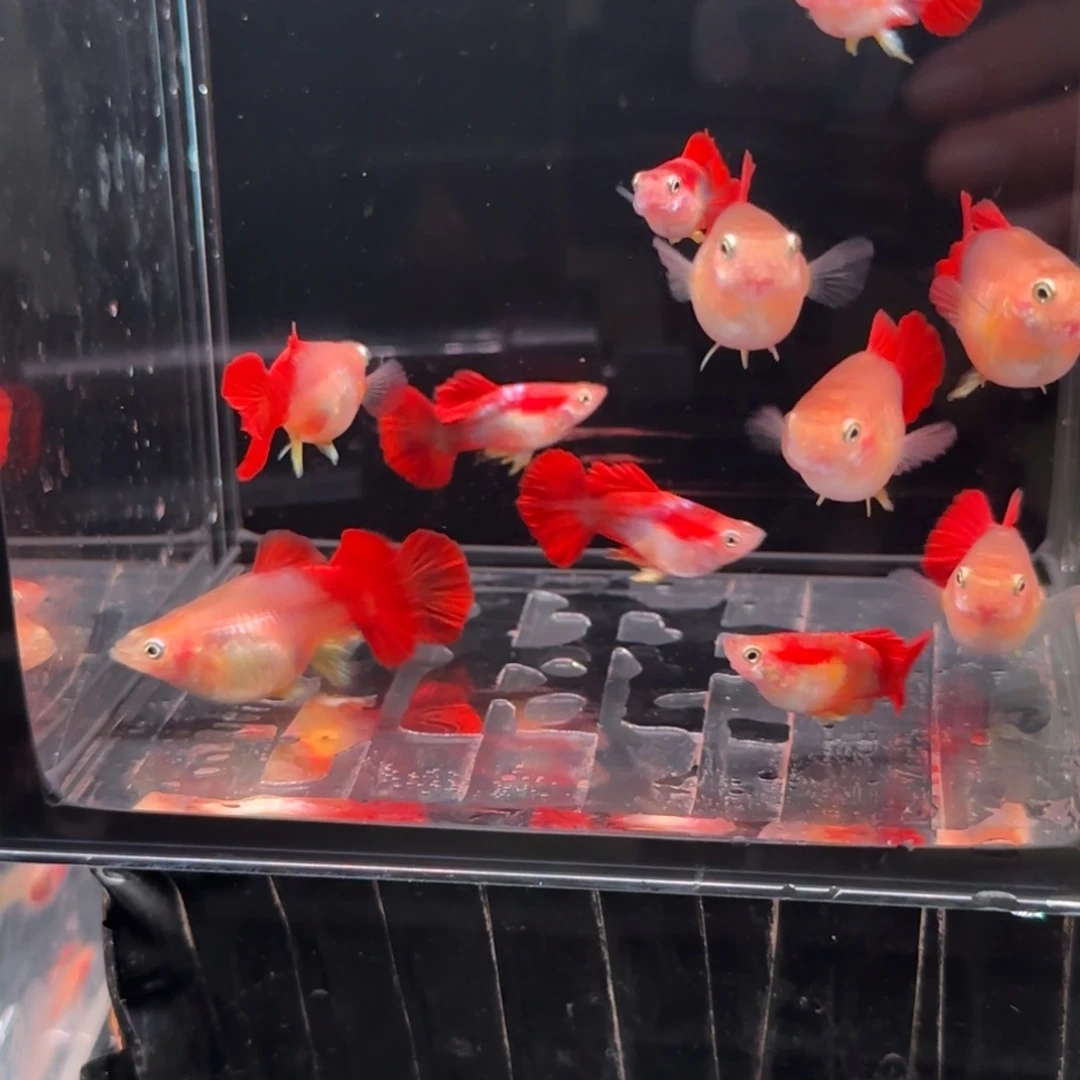 孔雀鱼黄豹球种鱼12条