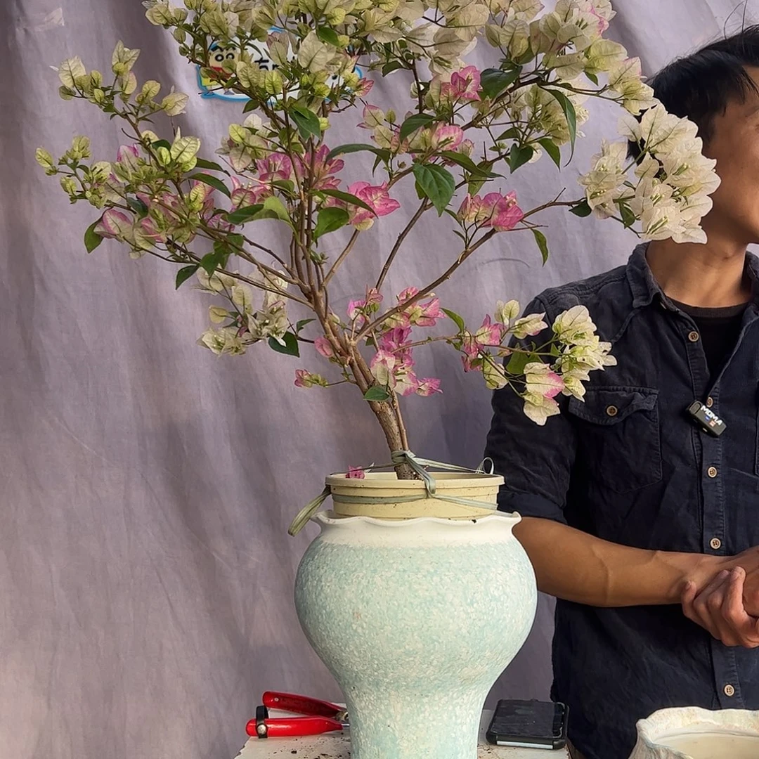 大量花朵（建议范围：8朵-15朵 或40%以上）口红