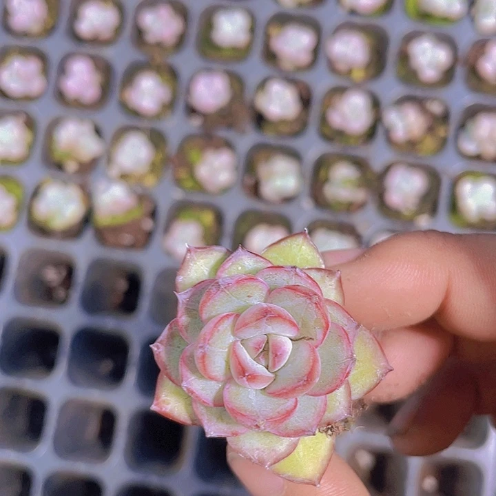 眼线笔【满10颗包邮】