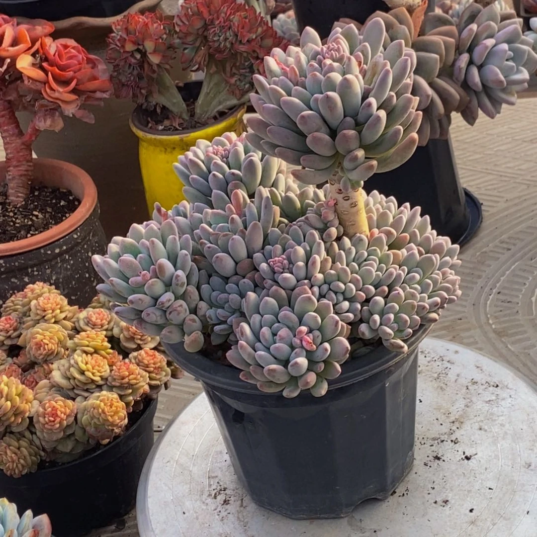 ?****?48包邮一物一拍多肉