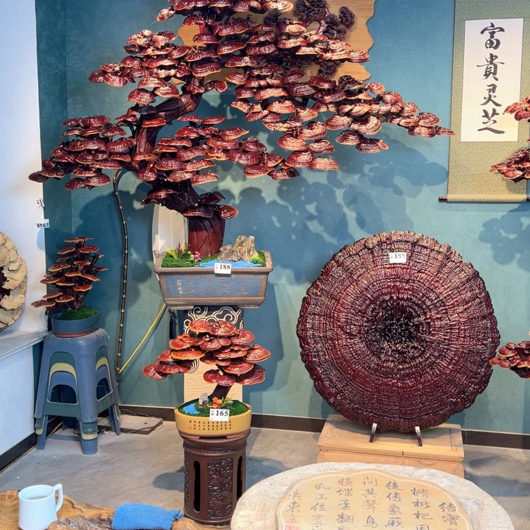 张***K无花朵8688888888888