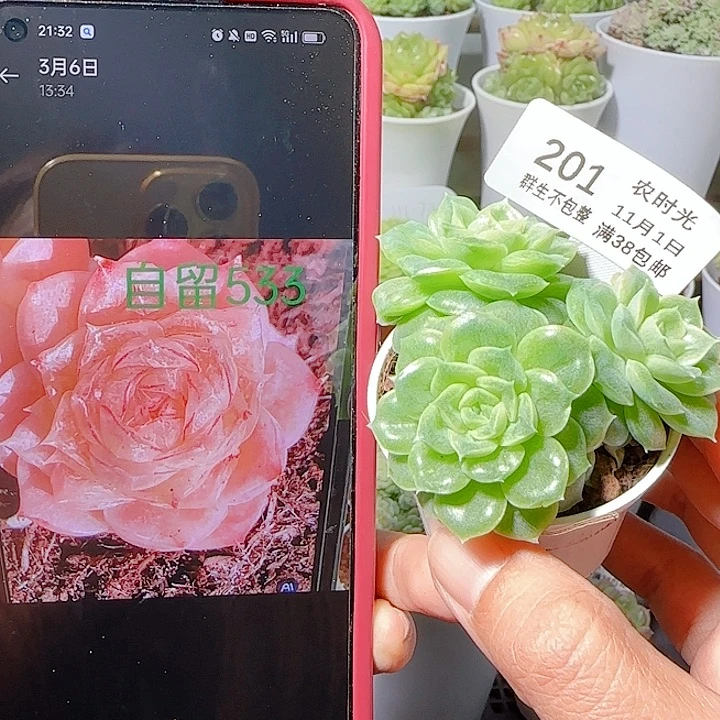 1101-201自留533麦杆