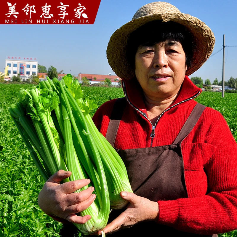 美邻惠享家山东新鲜西芹芹菜榨汁农家自种嫩芯青菜3斤/5斤