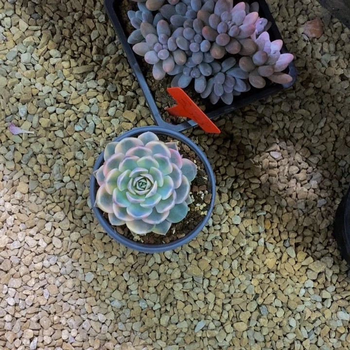 这个我都看出来这一