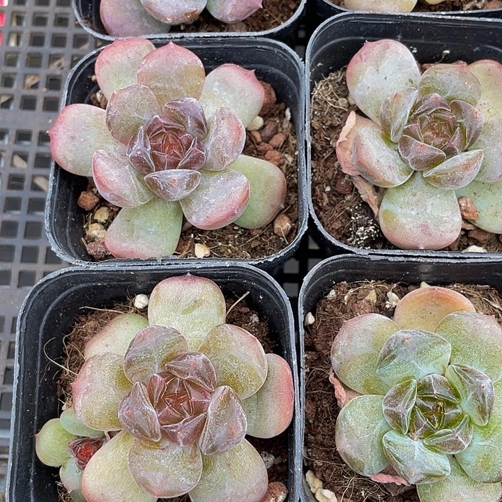 红恋2.8带盆土发货