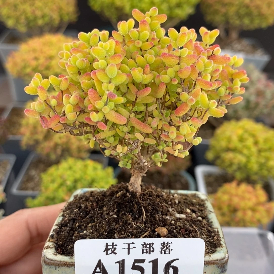 1516蜜橘糖球 。