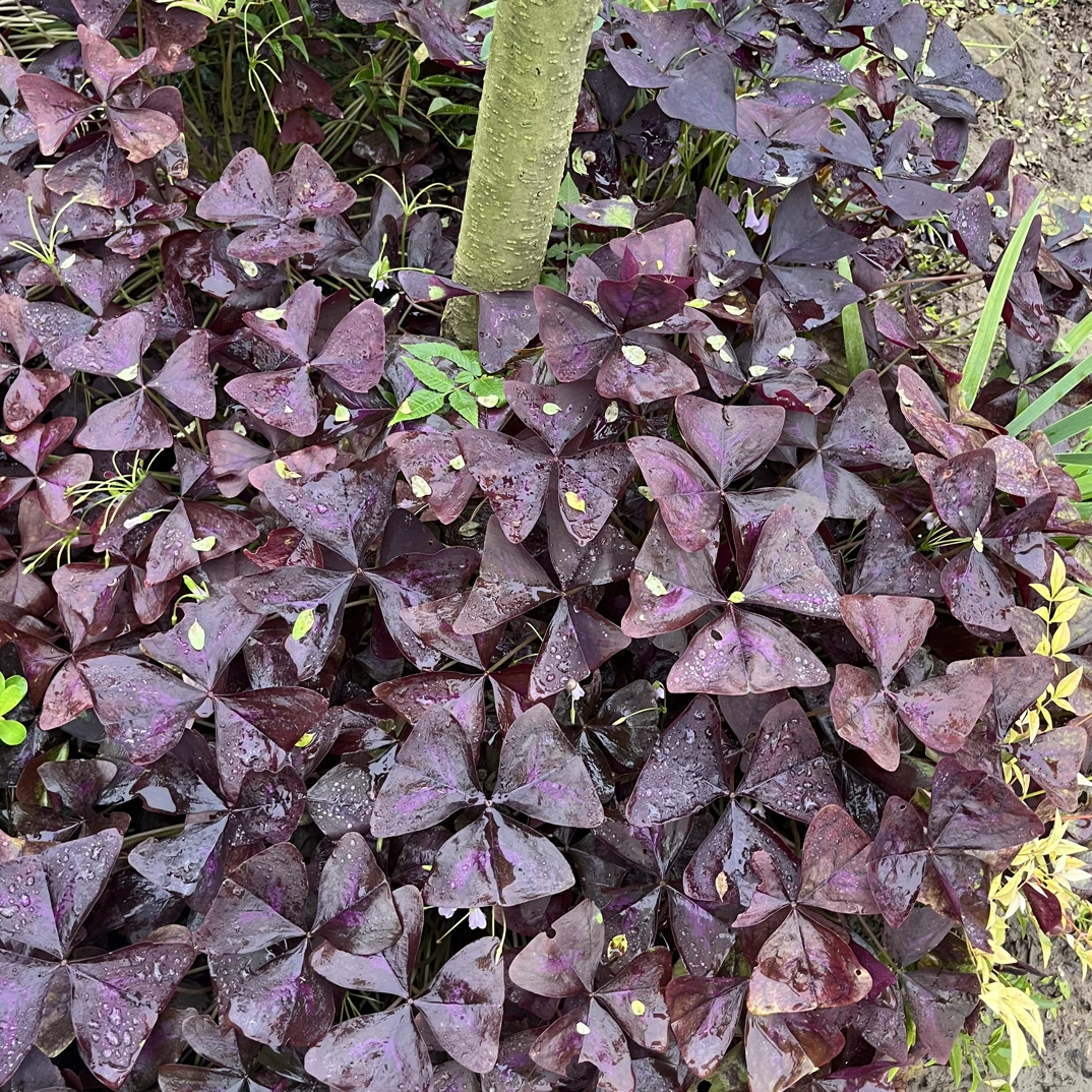 紫叶酢浆草种球多年生花卉三角花卉盆栽阳台盆栽四季开花幸运草