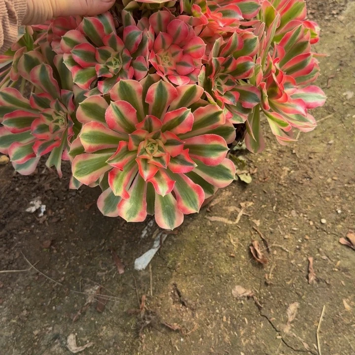 y***，12级福利。多肉植物