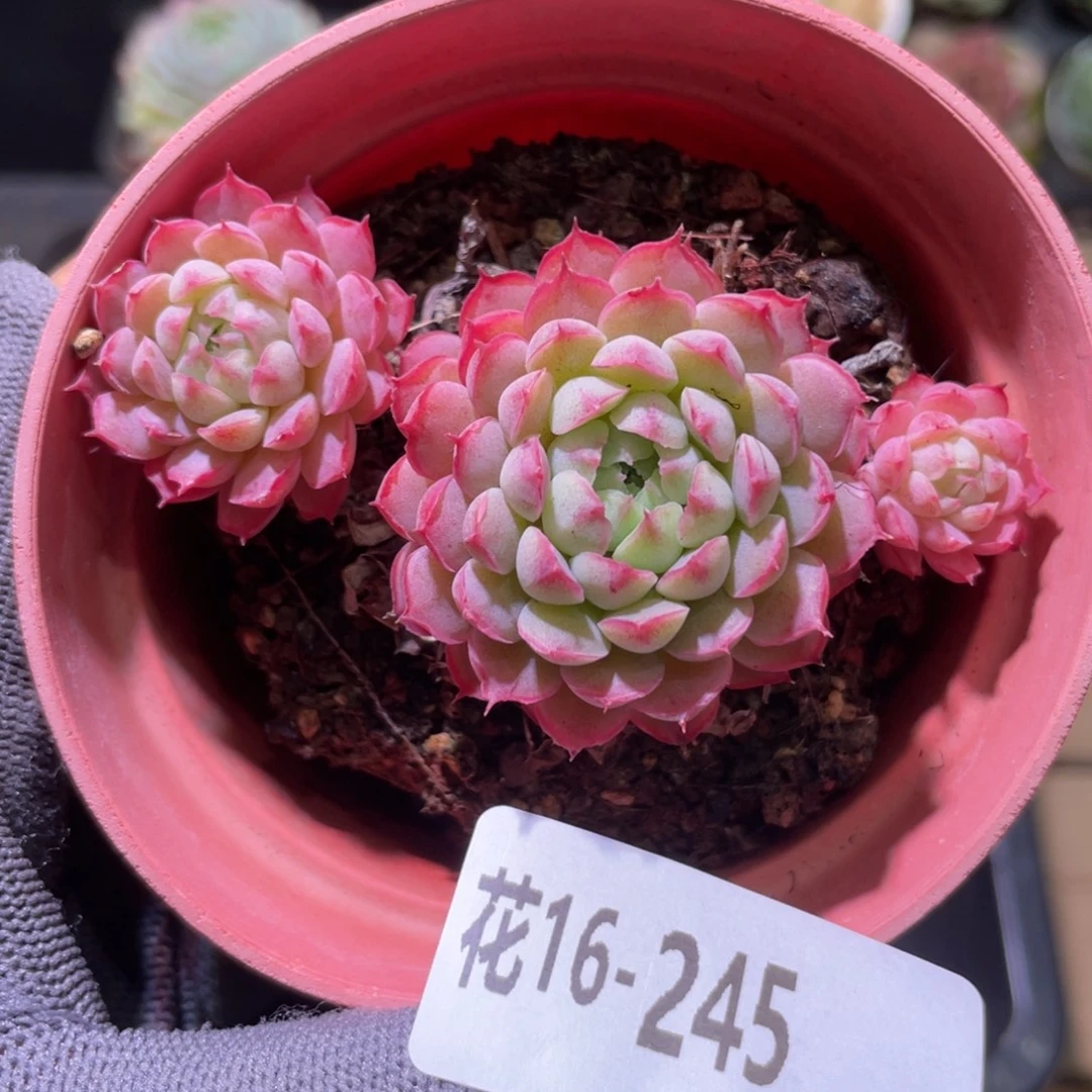 花利美16-245小红丁