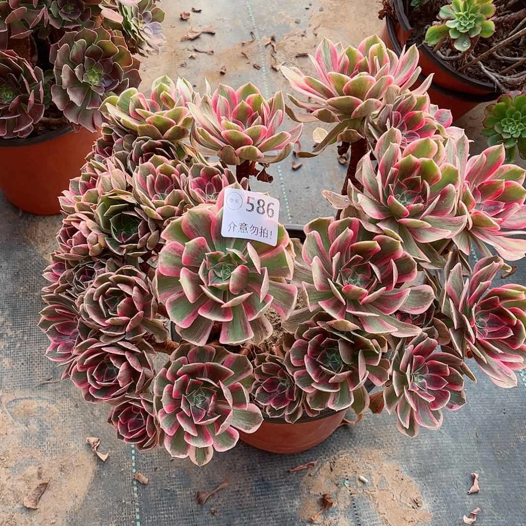 无花朵多肉植物586