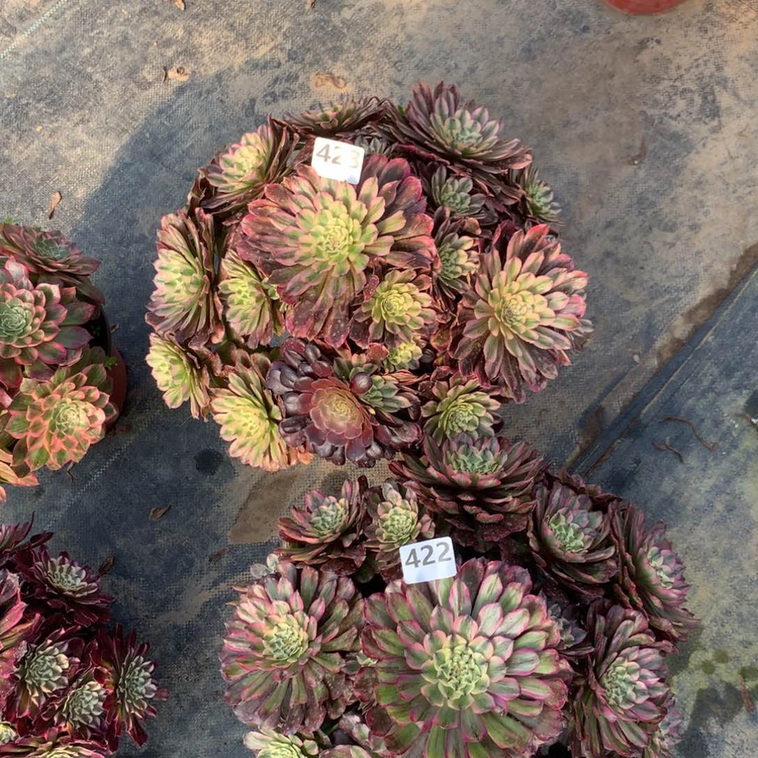 【闪购商品】423 422奥黛丽两颗