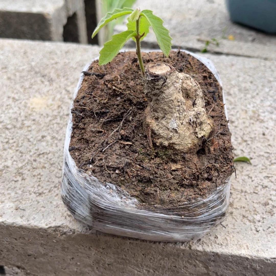 【闪购商品】无花朵玻**人