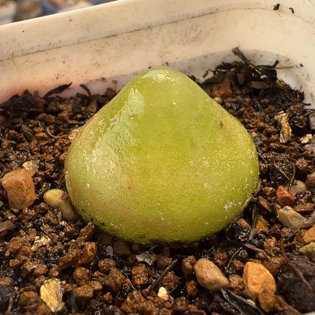 054多肉植物种类多样