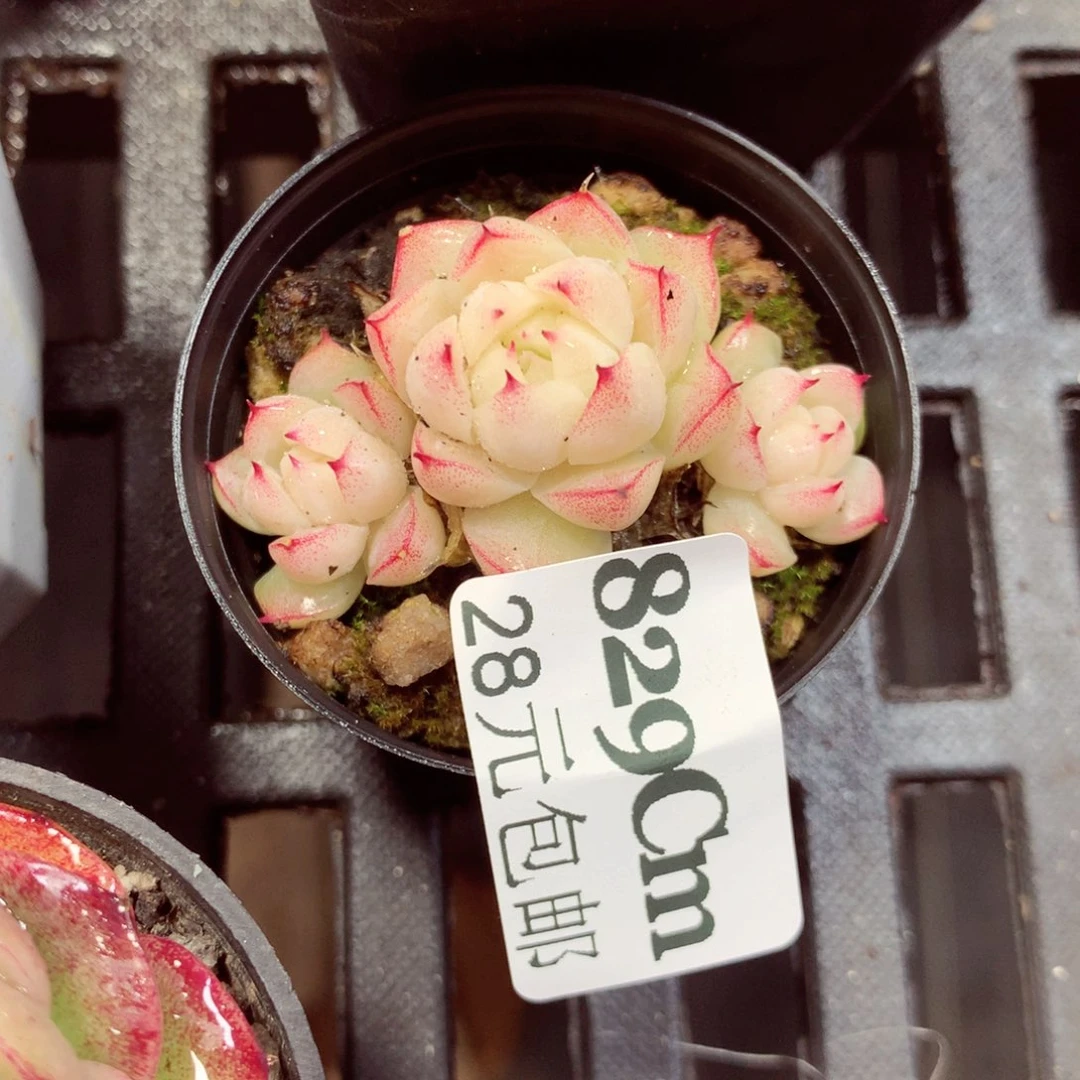 5厘米盆精控多肉829