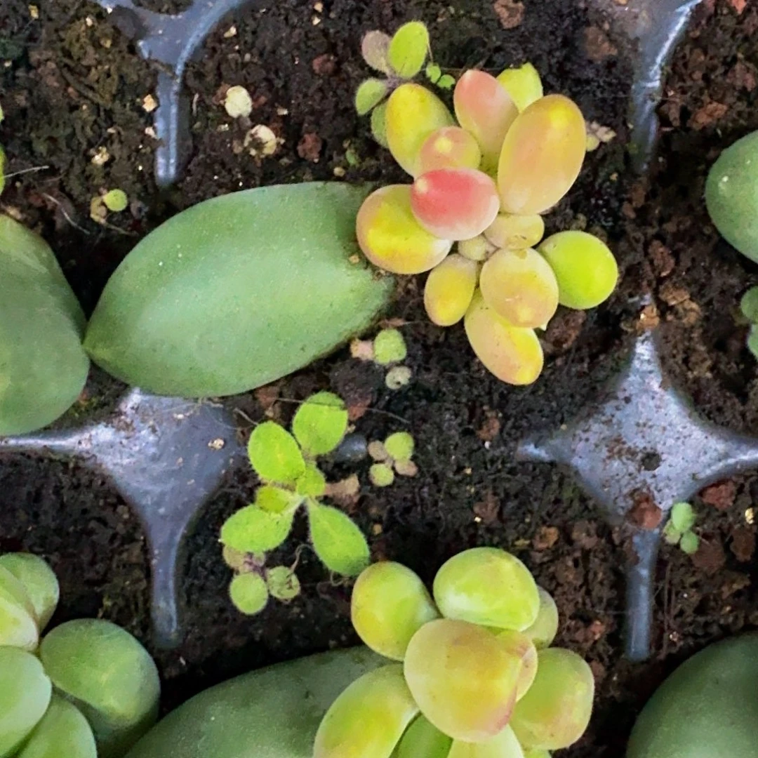 迷雾森林 叶插 一物一拍