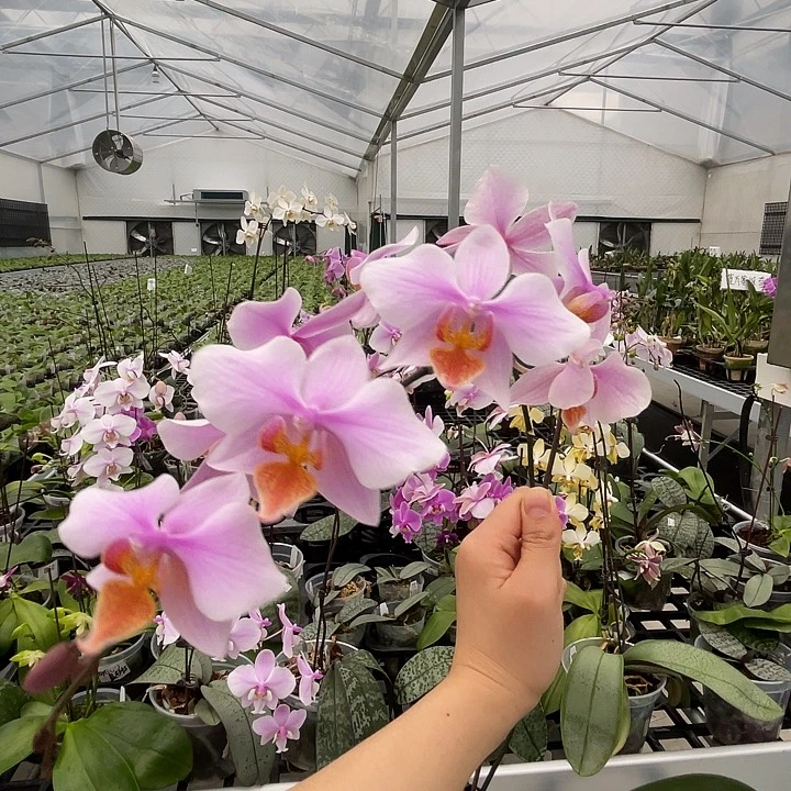 无花朵编号1572黄唇英特交西