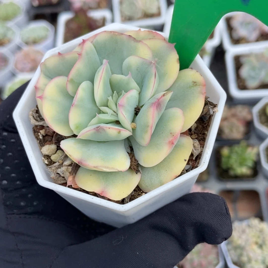 791绮罗锦多肉植物保护