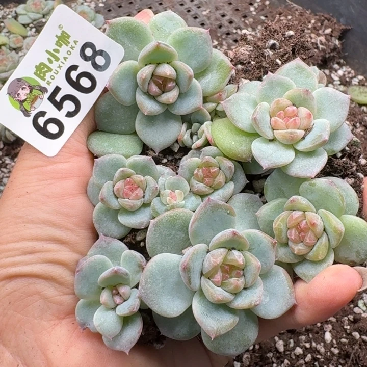多肉植物多肉植物