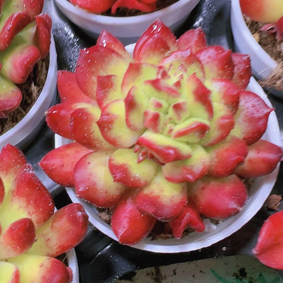 红灯笼多肉植物19包邮