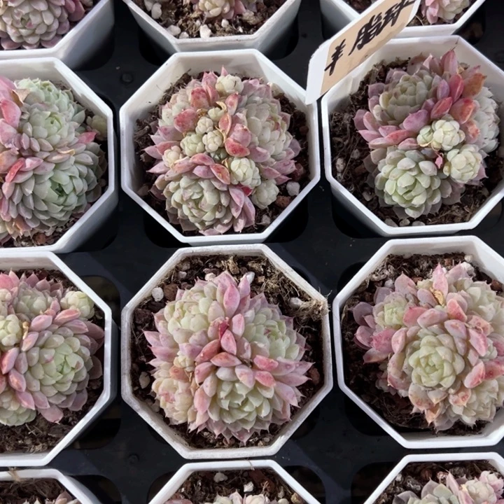 羊脂球群一颗量拍多肉满20包邮