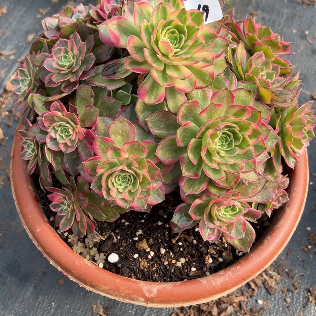 169万花筒多肉多肉多肉