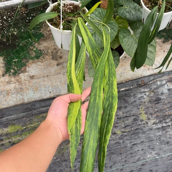 不开花植物极品维塔锦