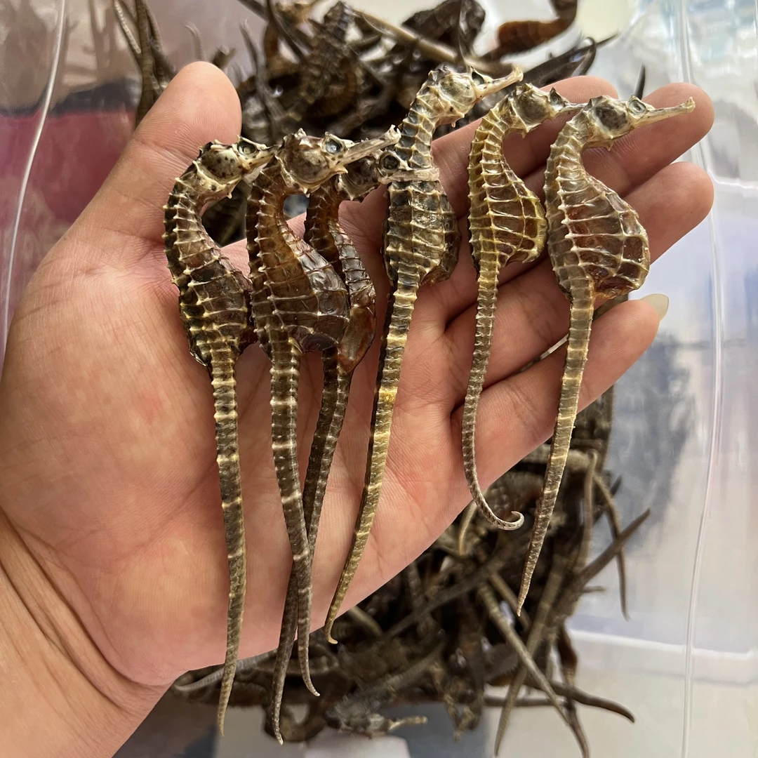 【正品保真】海干货马馬规格齐全公母搭配可用于泡酒煲汤做料茶