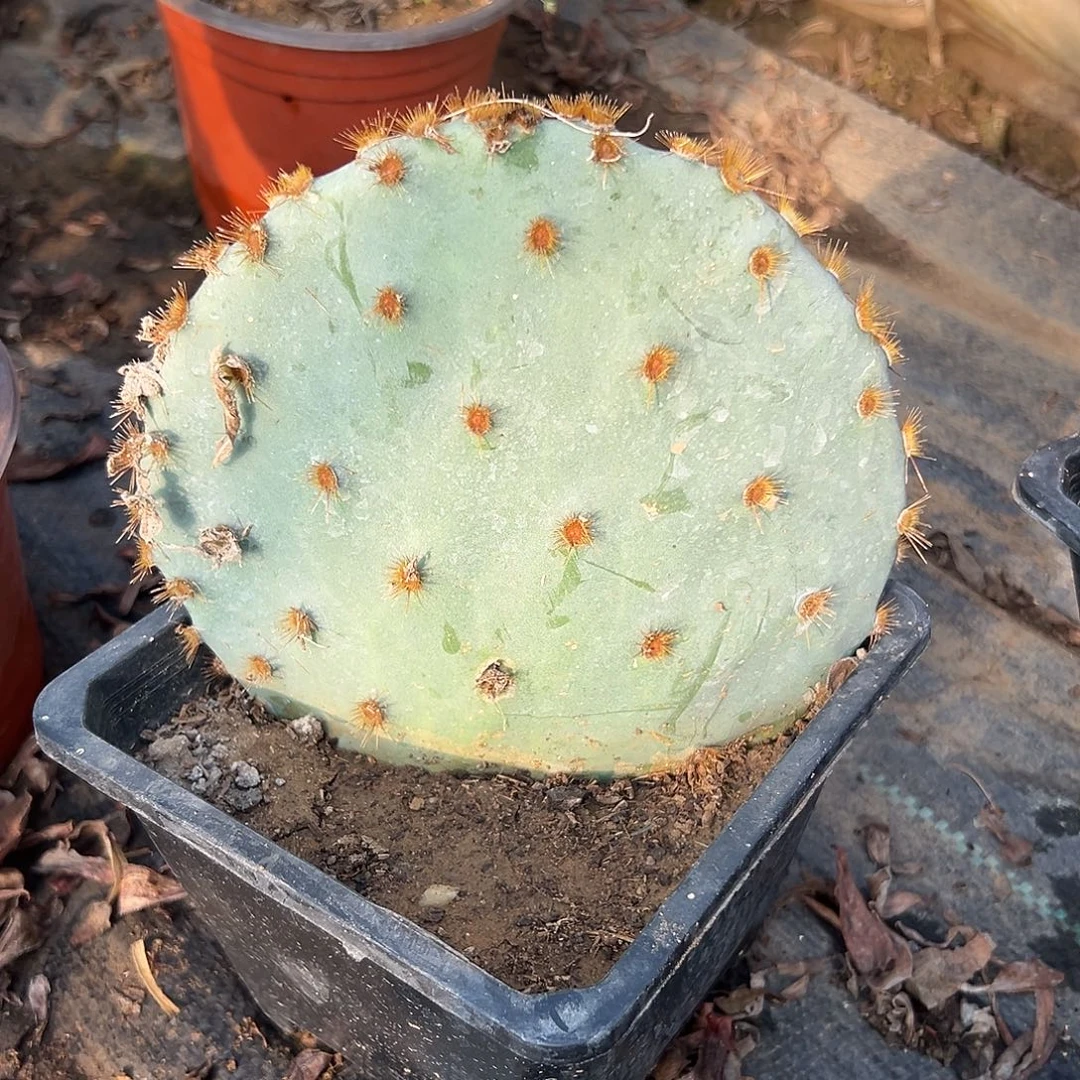 多肉植物金刺红花火