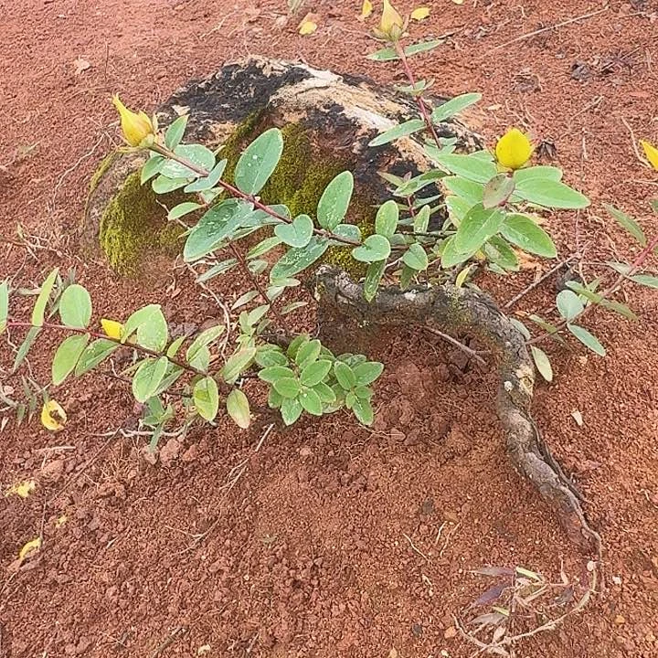 当前无花栽培后可以开花