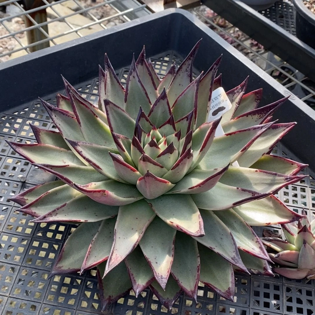 独*龙啸10美乌B-25.12.31