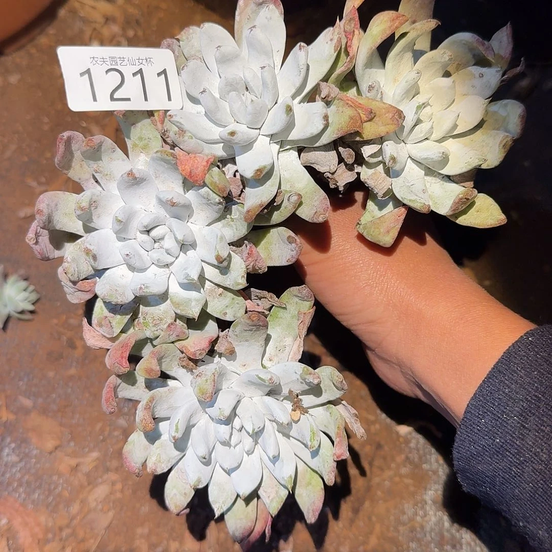 3代杂交仙女杯多肉福利