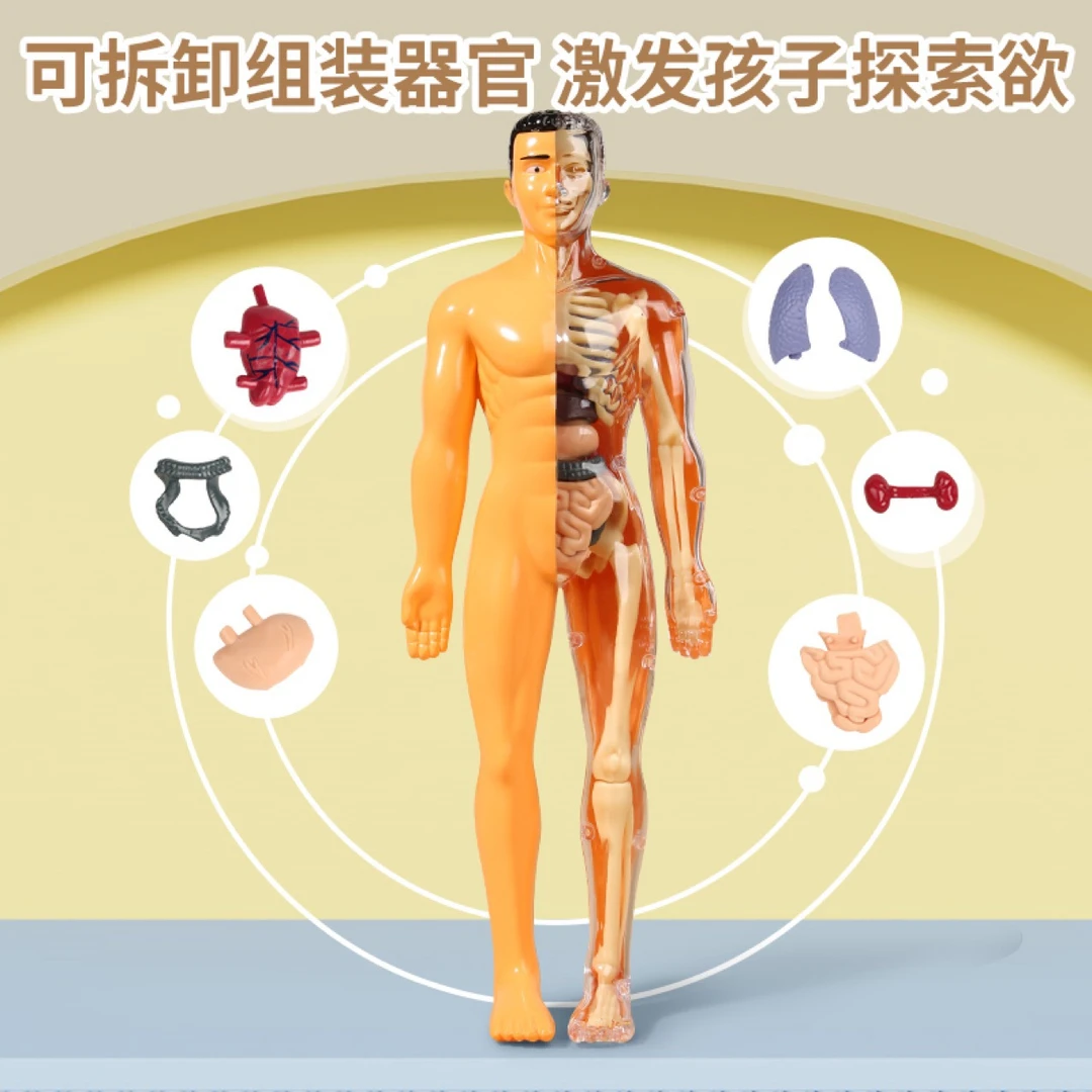 人体骨骼玩具模型器官骨架仿真医学教具拼装躯体结构内脏科教儿童