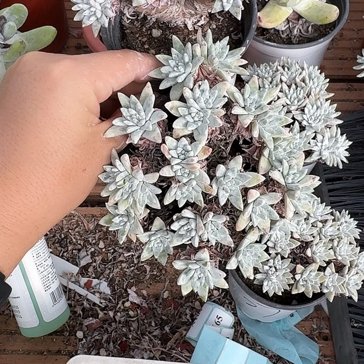 怡***多肉植物一物一拍