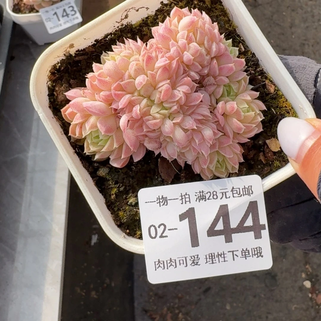 羊脂球缀化无无盆土发货