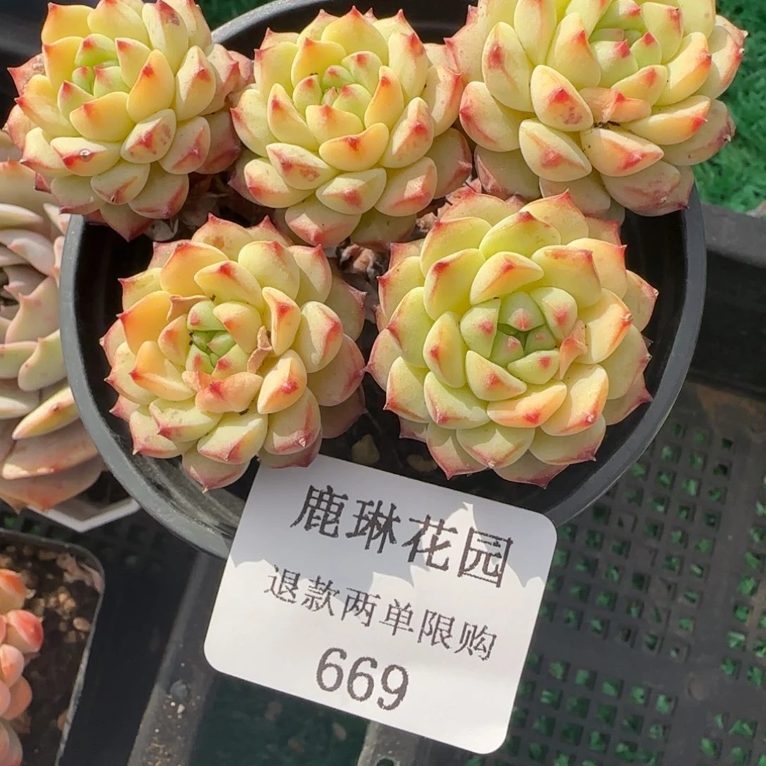 一***洋闪购精品多肉669号