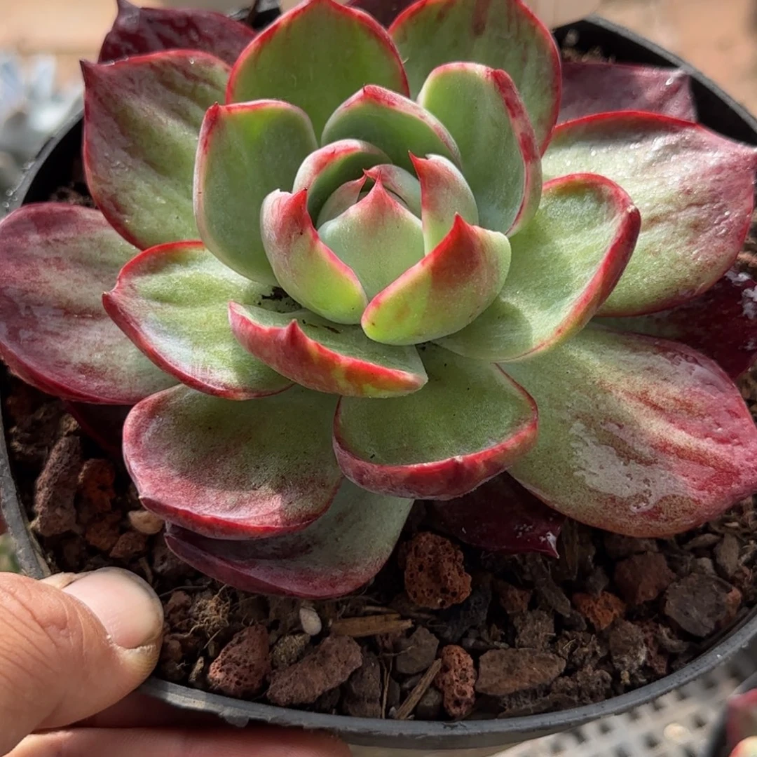 惊鸿一物一拍包装收缩花旱740