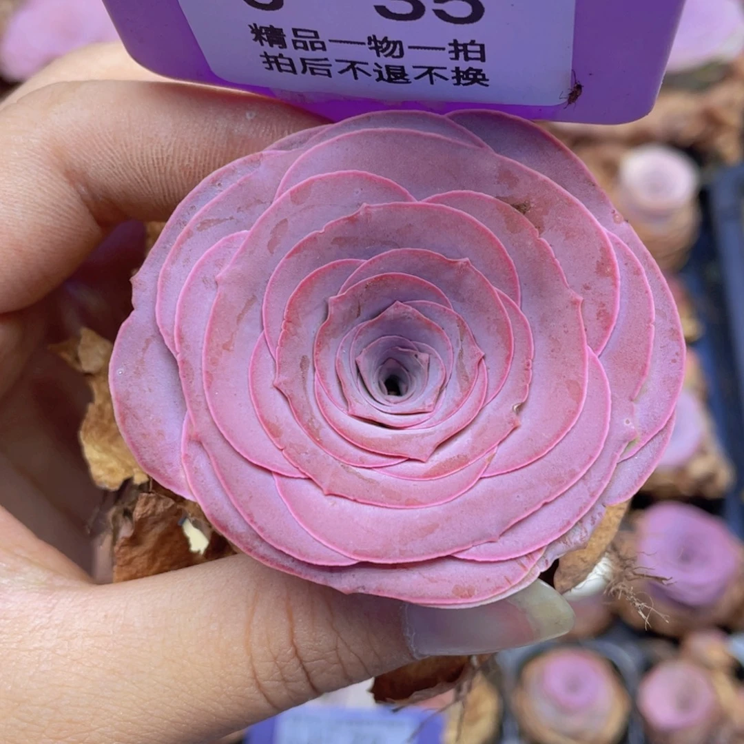 放***雷山地玫瑰J35满38包邮裸根发货