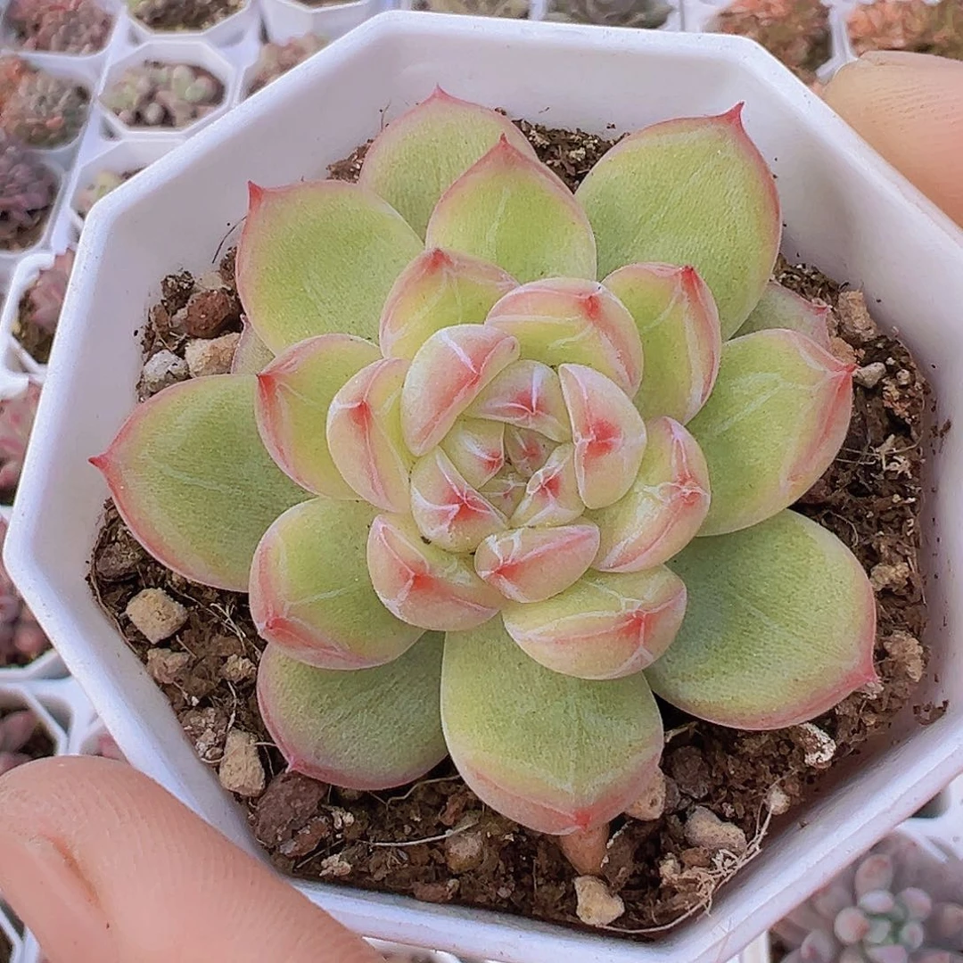 雪花珍妮19包邮多肉zw