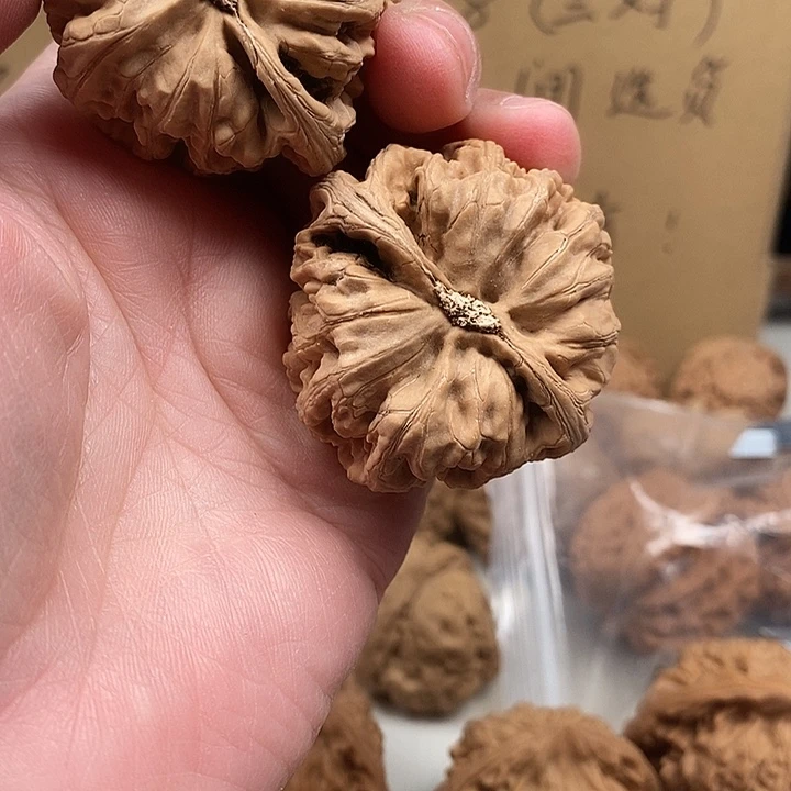 科***学木质类26.26.26.26.26