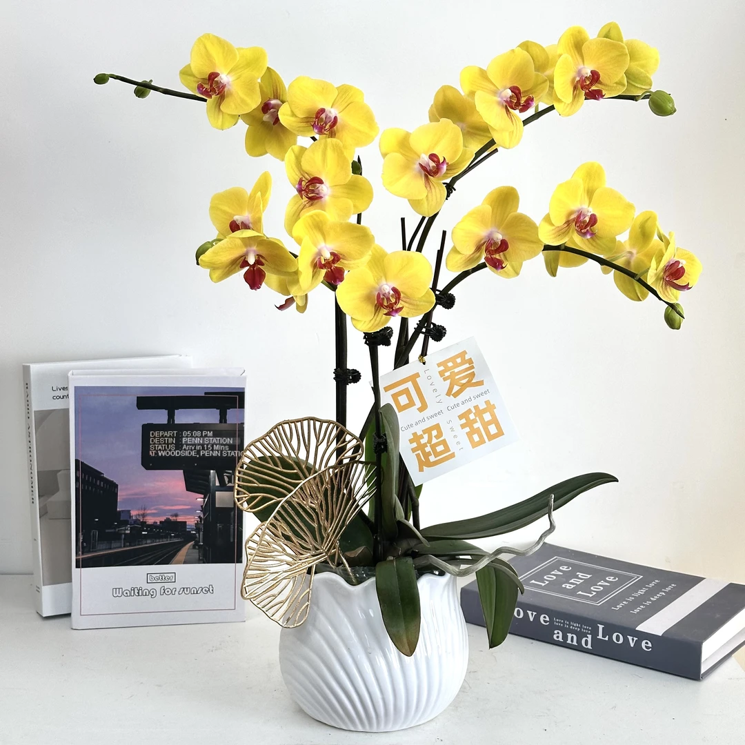 妗画【星光】组盆室内蝴蝶兰花盆栽开花株 四季好养护绿植叶片