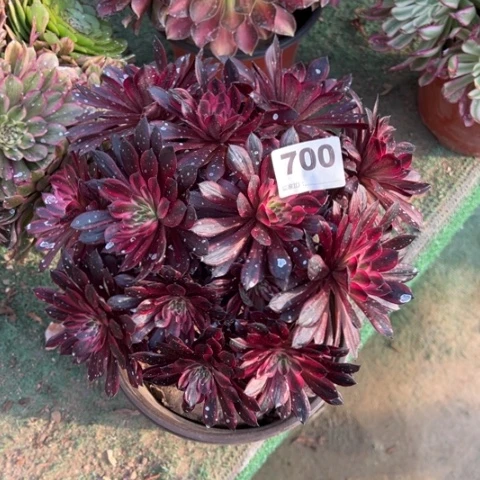 700黑铜锦朵朵多肉