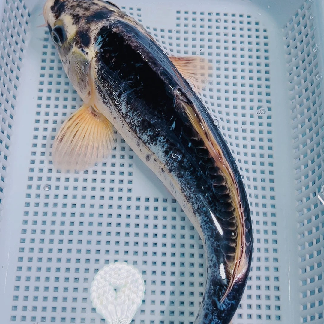 海水鱼锦鲤冷水观赏鱼104